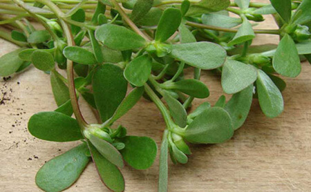 کاشت گیاه خرفه,نحوه ی کاشت خرفه