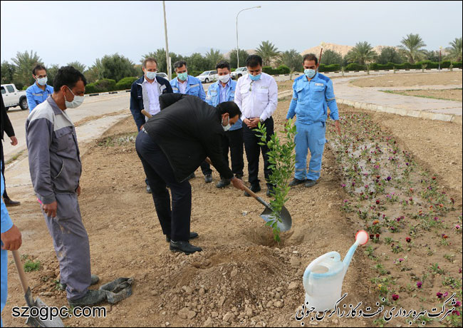 کارکنان زاگرس جنوبی با کاشت ۱۰۰۰ اصله نهال در روز درختکاری 9