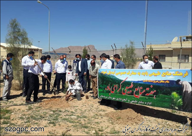 کارکنان زاگرس جنوبی با کاشت ۱۰۰۰ اصله نهال در روز درختکاری 5