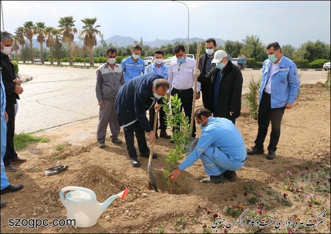 کارکنان زاگرس جنوبی با کاشت ۱۰۰۰ اصله نهال در روز درختکاری 8