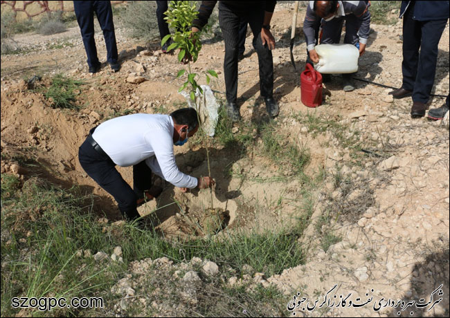 کارکنان زاگرس جنوبی با کاشت ۱۰۰۰ اصله نهال در روز درختکاری 3