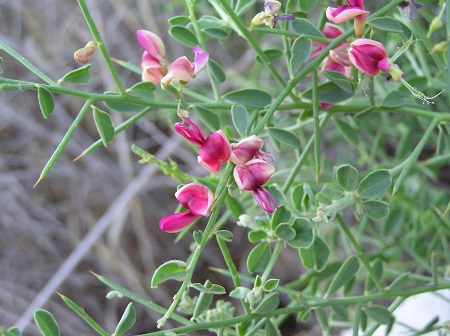 ارتفاع گیاه خارشتر فواید خارشتر, روش مصرف عرق خارشتر, خارشتر