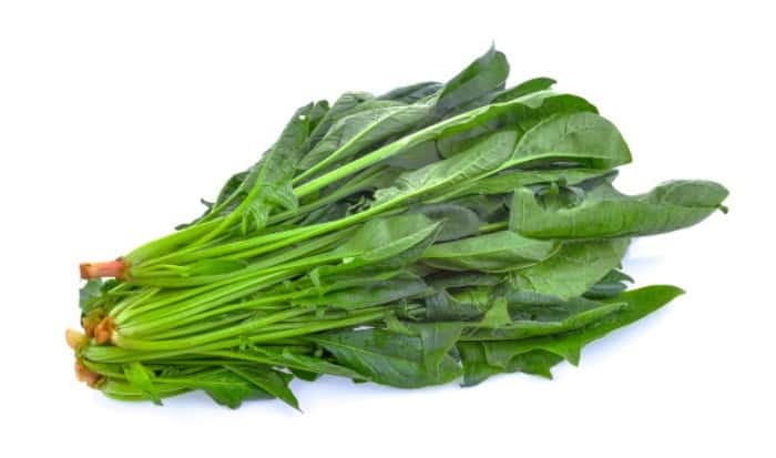 کاشت اسفناج