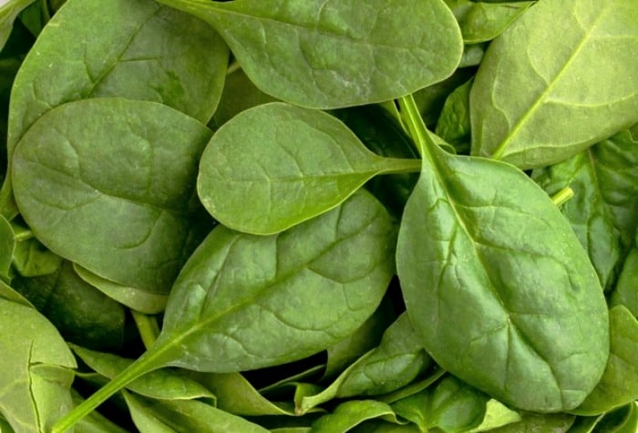 گیاه اسفناج