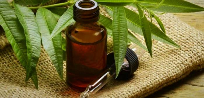 از بین بردن زردی ناخن با روغن درخت چای روغن درخت چای