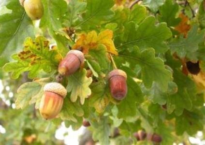 سایه «بید» بر قامت بلوط‌های زاگرس/ تنوع زیستی در خطر است