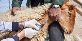 آغاز عملیات گسترده واکسیناسیون رایگان ۲ میلیون رأس دام در اصفهان؛ سد دفاعی دامپزشکی در برابر تب برفکی