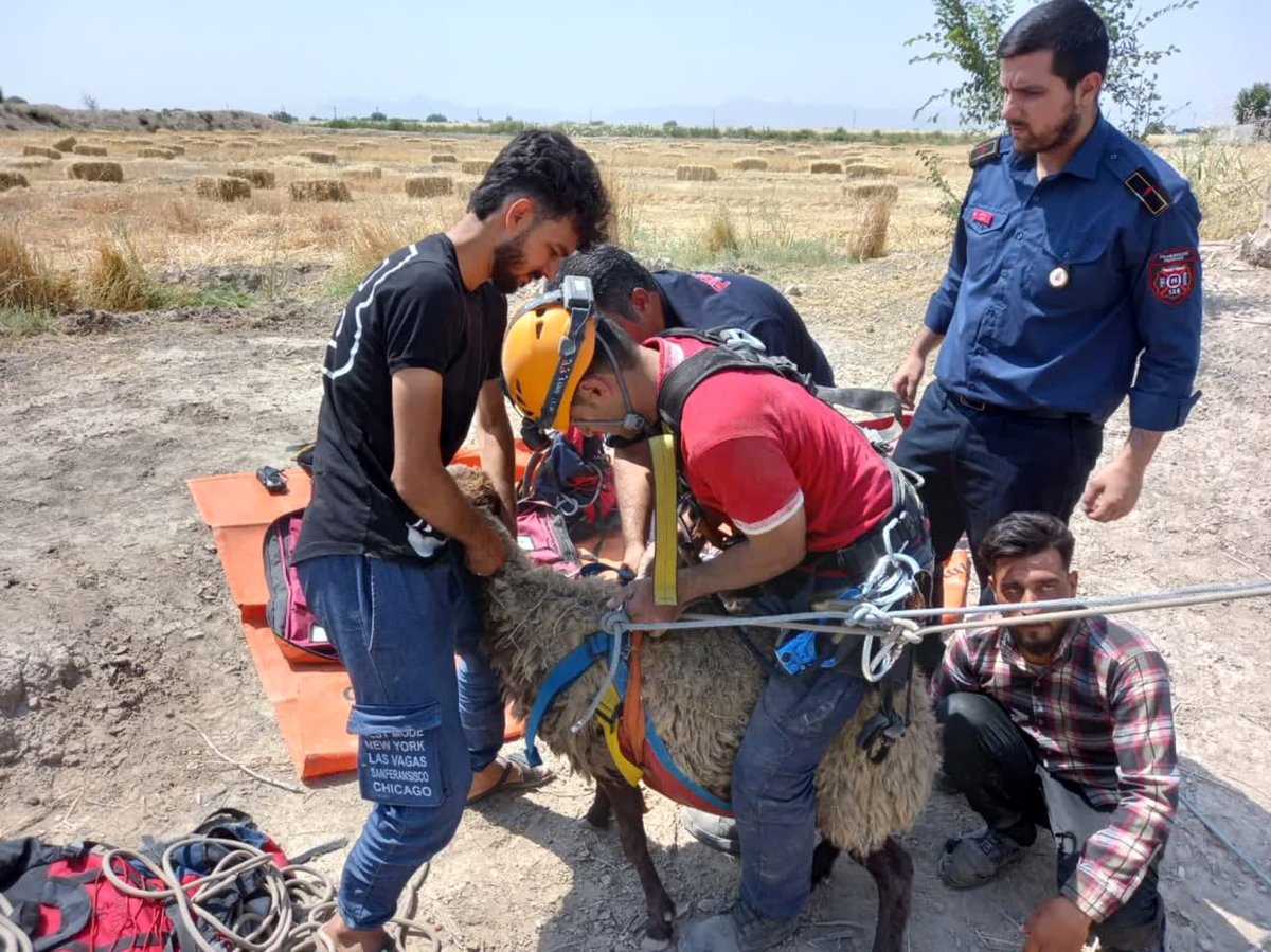 نجات گوسفند باردار از چاه 25 متری+گزارش تصویری