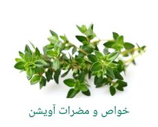  طبع آویشن چیست؟؛ خواص و مضرات آن