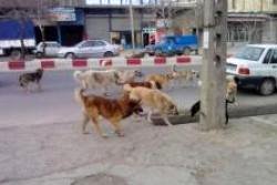 معاینه ۱۰۵ مورد گازگرفتگی توسط سگ در اصفهان طی ۹ ماه