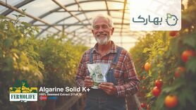کود جلبک، کود آمینواسید، کود سه بیست و کود آهن چهار جنگجوی حرفه ای برای کشاورزان و تربیت شده توسط بهاران