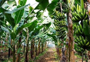 معجزه استوایی در دل کویر؛ برداشت ۱۵ تن موز ارگانیک توسط کارآفرین جوان قُهرودی