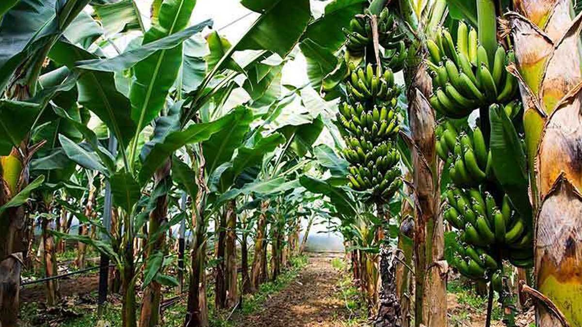 معجزه استوایی در دل کویر؛ برداشت ۱۵ تن موز ارگانیک توسط کارآفرین جوان قُهرودی