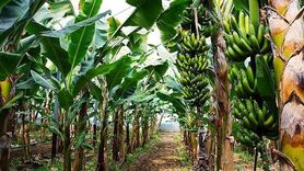 معجزه استوایی در دل کویر؛ برداشت ۱۵ تن موز ارگانیک توسط کارآفرین جوان قُهرودی