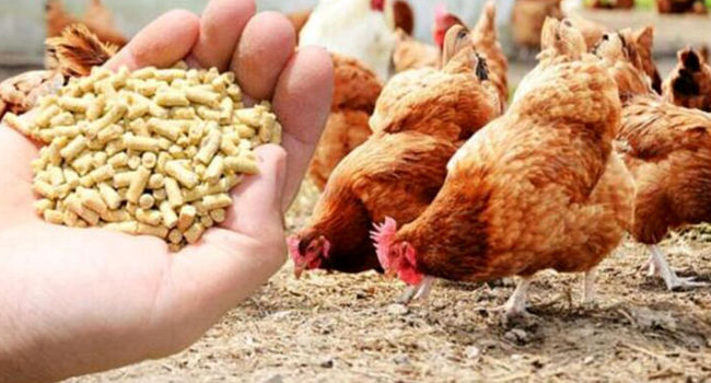 سقوط تولید اصفهان در کمین است؛ نهاده‌های دامی ۲ برابر گران‌تر از نرخ دولتی!