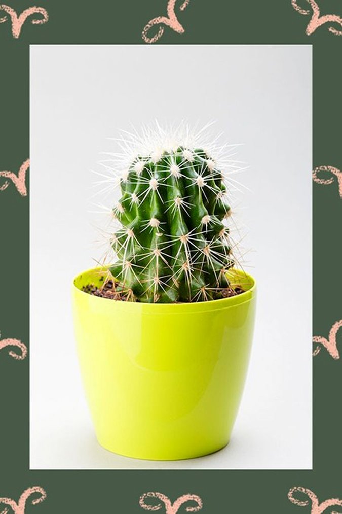 گیاه ماه تولدتان را می‌شناسید؟