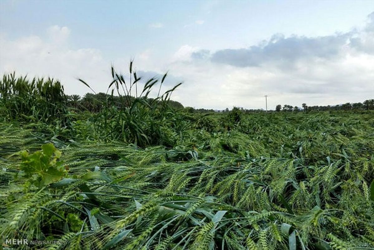 تگرگ و طوفان ۳۲ میلیارد ریال خسارت به مزارع آران و بیدگل وارد کرد