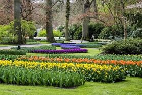 افزایش سرانه فضای سبز منطقه ۸ در سال جاری