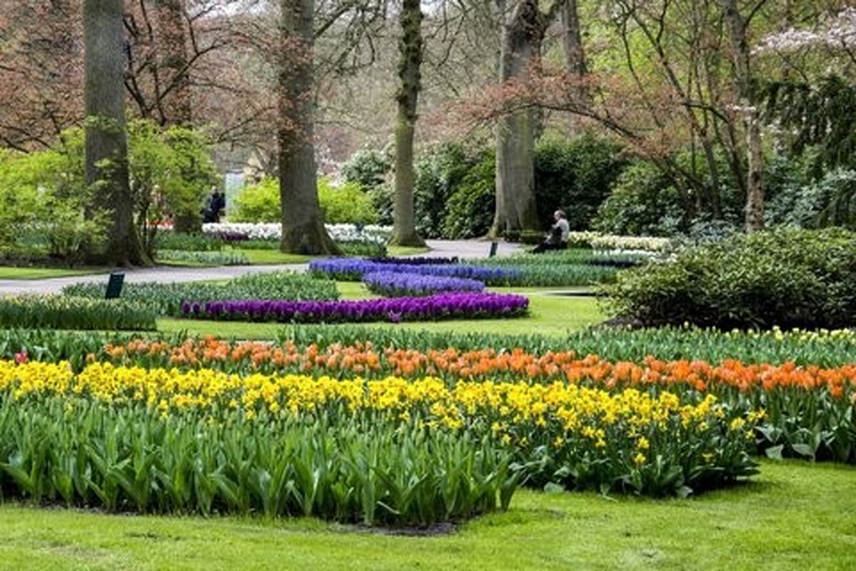 افزایش سرانه فضای سبز منطقه ۸ در سال جاری