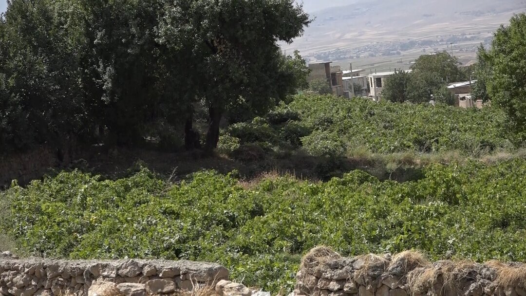 آغاز برداشت انگور از 190 هکتار تاکستانهای فریدن