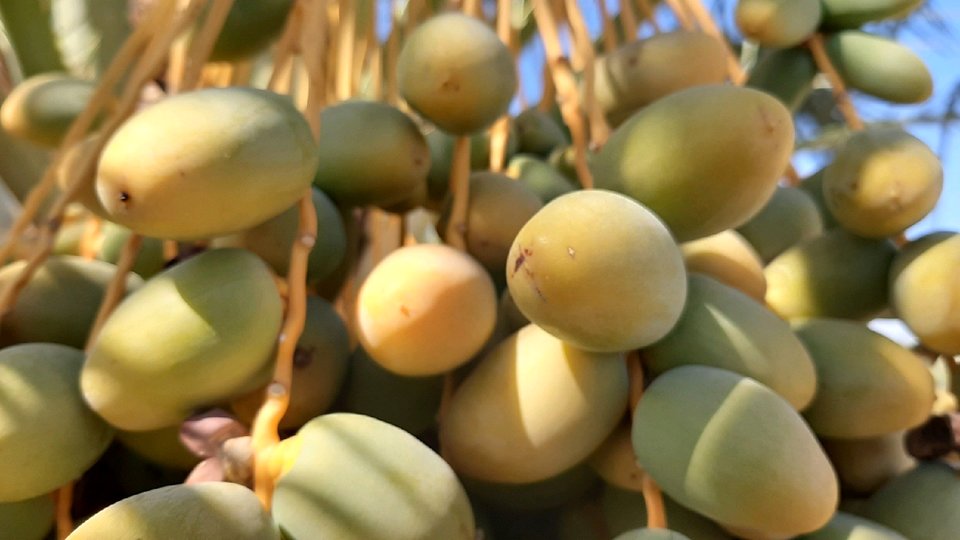 رنگ های جاودیی نخل ها در خوروبیابانک