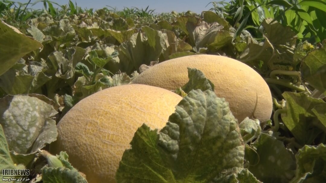 کام شیرین بهره بردارانِ خربزه صادراتی سین