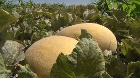 کام شیرین بهره بردارانِ خربزه صادراتی سین