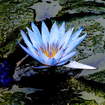 نیلوفرِ کبود؛ چهره سال 99