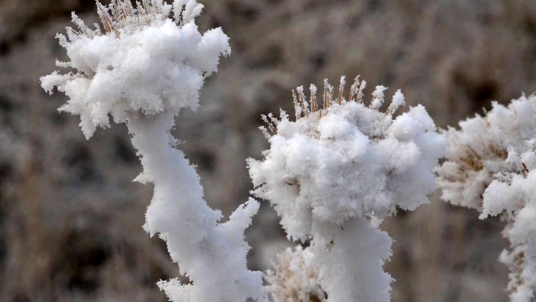 طبیعت زیبای زمستان با شکوفه های برفی