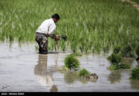 بارش باران، کشاورزی شرق اصفهان را نجات داد