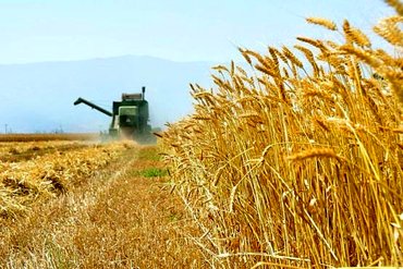 تعیین نحوه خرید تضمینی گندم توسط بانک کشاورزی برای سال ۹۶