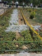 جدا شدن سر یکی از عوامل تروریستی حادثه حرم مطهر امام (ره) + تصویر