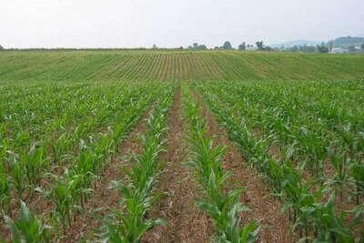 مبارزه با سن در بیش از ۷۸ هزار هکتار اراضی کشاورزی اصفهان