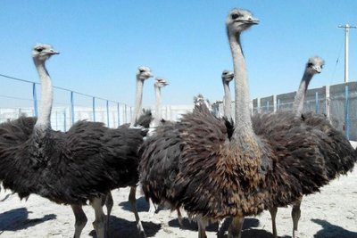 شتر مرغ تنها پرنده ای که تب کریمه کنگو را انتقال می‌دهد