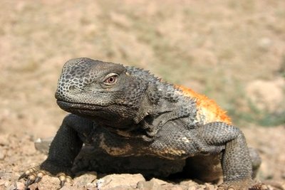 هیچ سوسمار نایابی کشف نشد