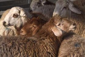 تنها با گواهی بهداشتی حمل دامپزشکی بارنامه داده می‌شود