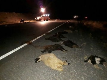 تلف شدن گوسفندان در برخورد با پراید