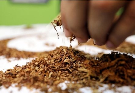 هنرمندی که با تنباکو نقاشی می‌کشد