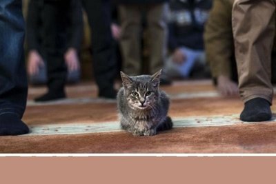 عجیب‌ترین روزها در تقویم جهانی