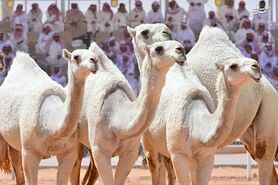 بزرگترین جشنواره شتر در جهان