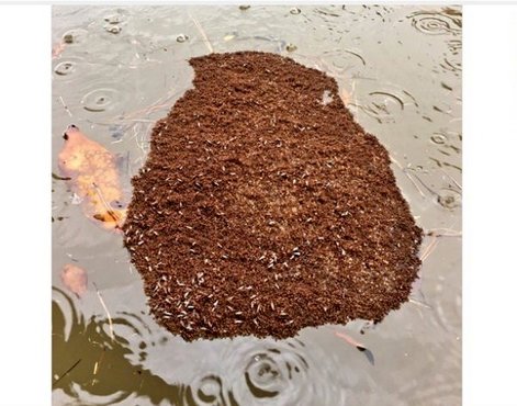 وقتی سیل مورچه‌ها را متحد می‌کند!