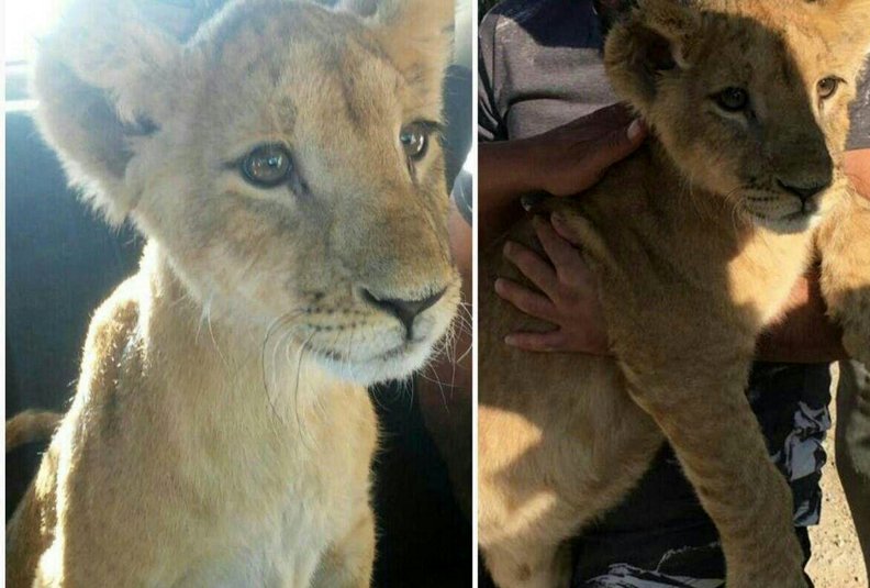 کشف یک قلاده توله شیر ماده در اصفهان
