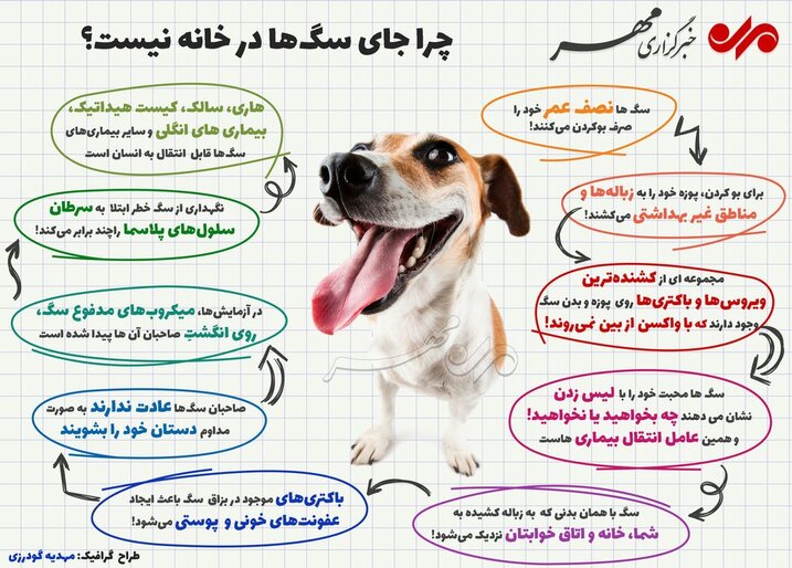 چرا جای سگ‌ها در خانه نیست؟
