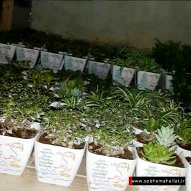 اقدام جالب جوان خوش ذوق محلاتی برای دعوت از میهمانان عروسی