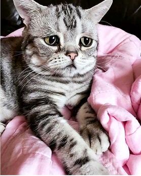 پر طرفدارترین گربه جهان با چهره غمگین
