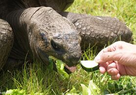 پیرترین حیوان جهان با 185 سال سن