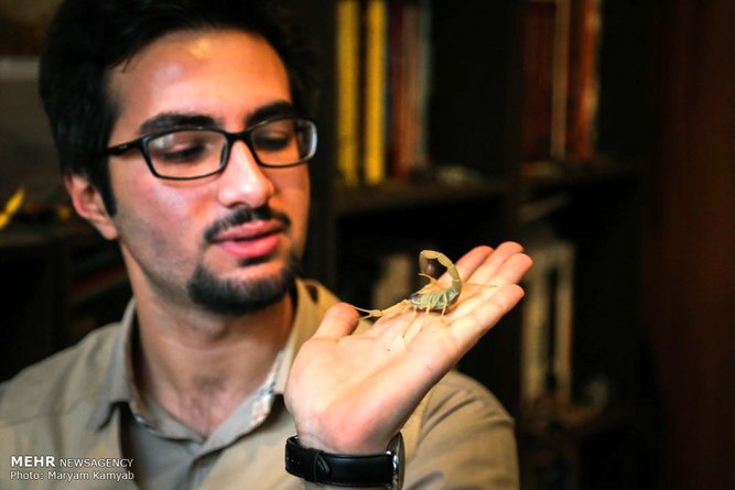 مرد عنکبوتی ایران را بشناسید