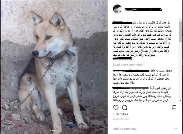 فروش گرگ 1 میلیونی در فضای مجازی!