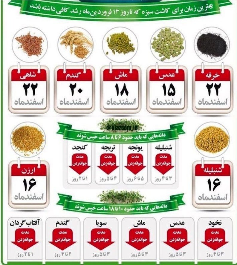 بهترین زمان برای کاشت سبزه عید!