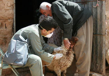 مهار بحران ضرر ۵ هزار میلیارد تومانی تب برفکی با واکسیناسیون جهادی؛ تلفات در اصفهان صفر شد